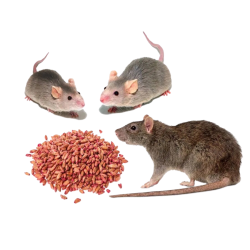 Готовые отравленные приманки от крыс и мышей